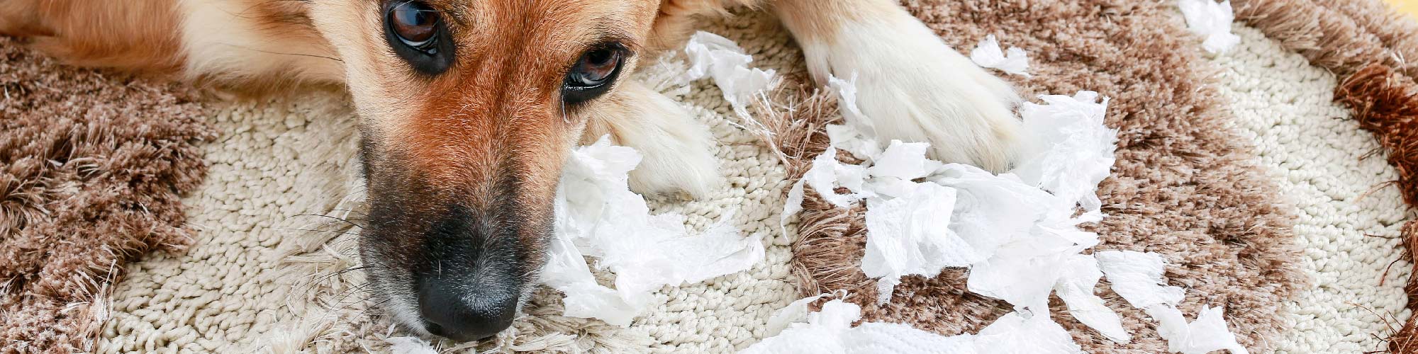 3 Simple Steps To Fix A Dog Torn Carpet In Under 10 Minutes