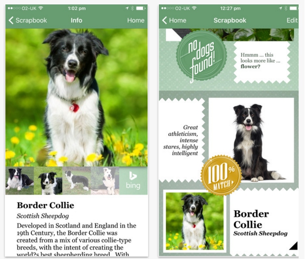 Microsoft crea una app que averigua la raza de tu perro solo con una