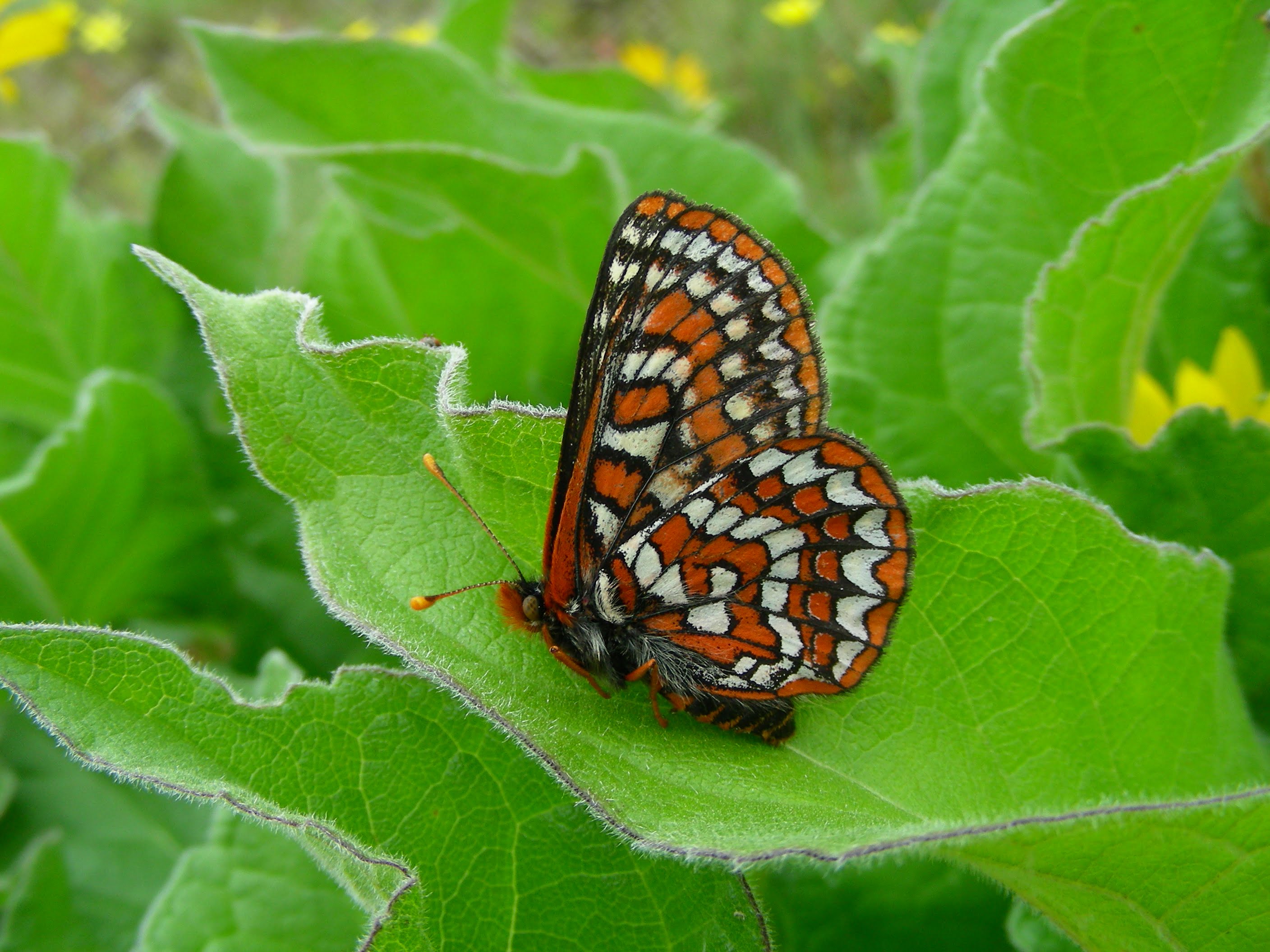 Taylor’s Checkerspot Butterfly Institute for Applied Ecology
