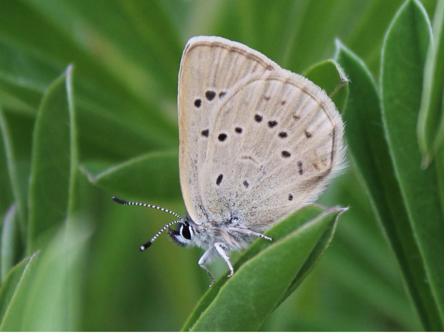 2021 update on the Fender’s blue butterfly Institute for Applied Ecology