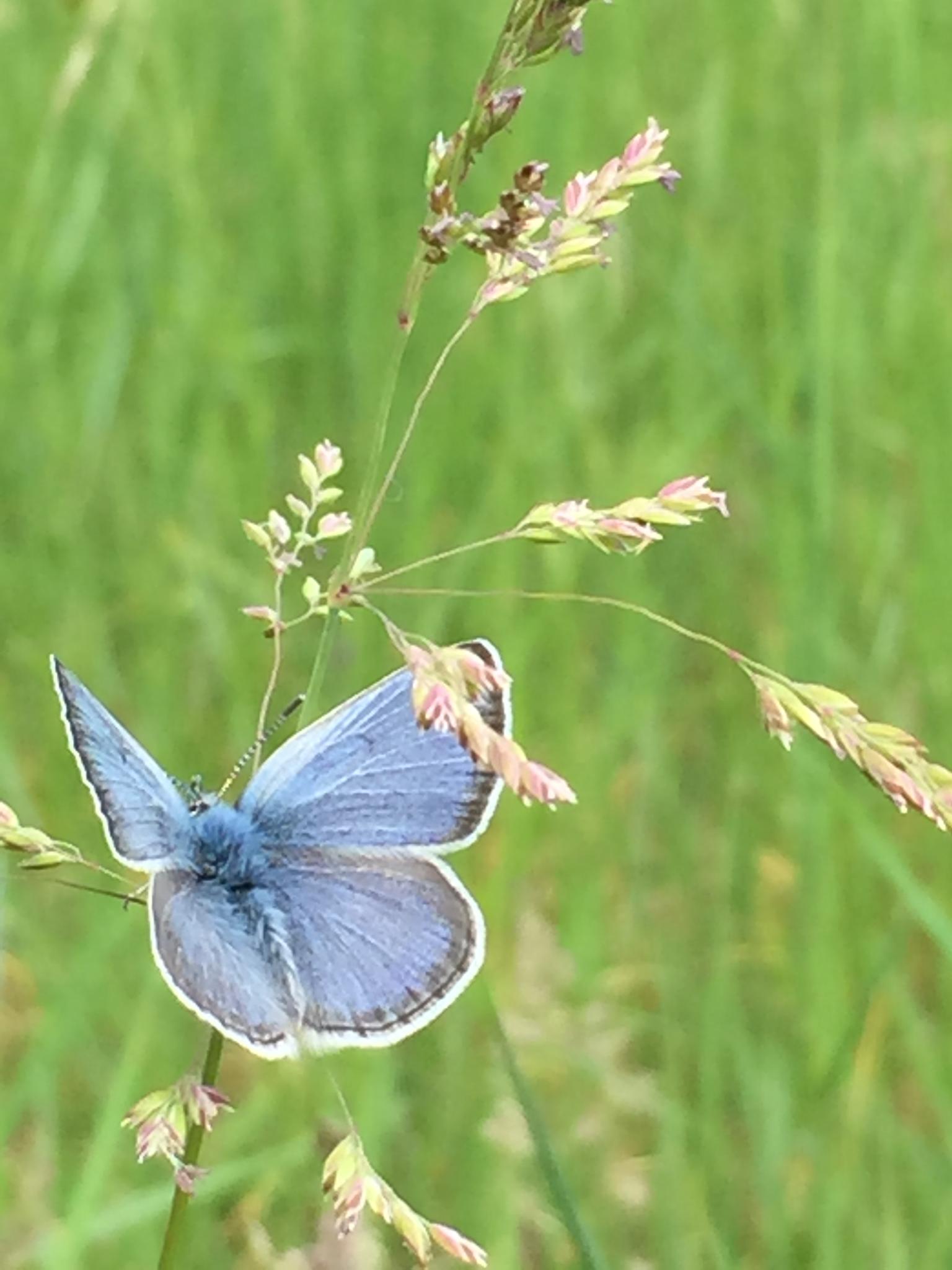 2021 update on the Fender’s blue butterfly Institute for Applied Ecology