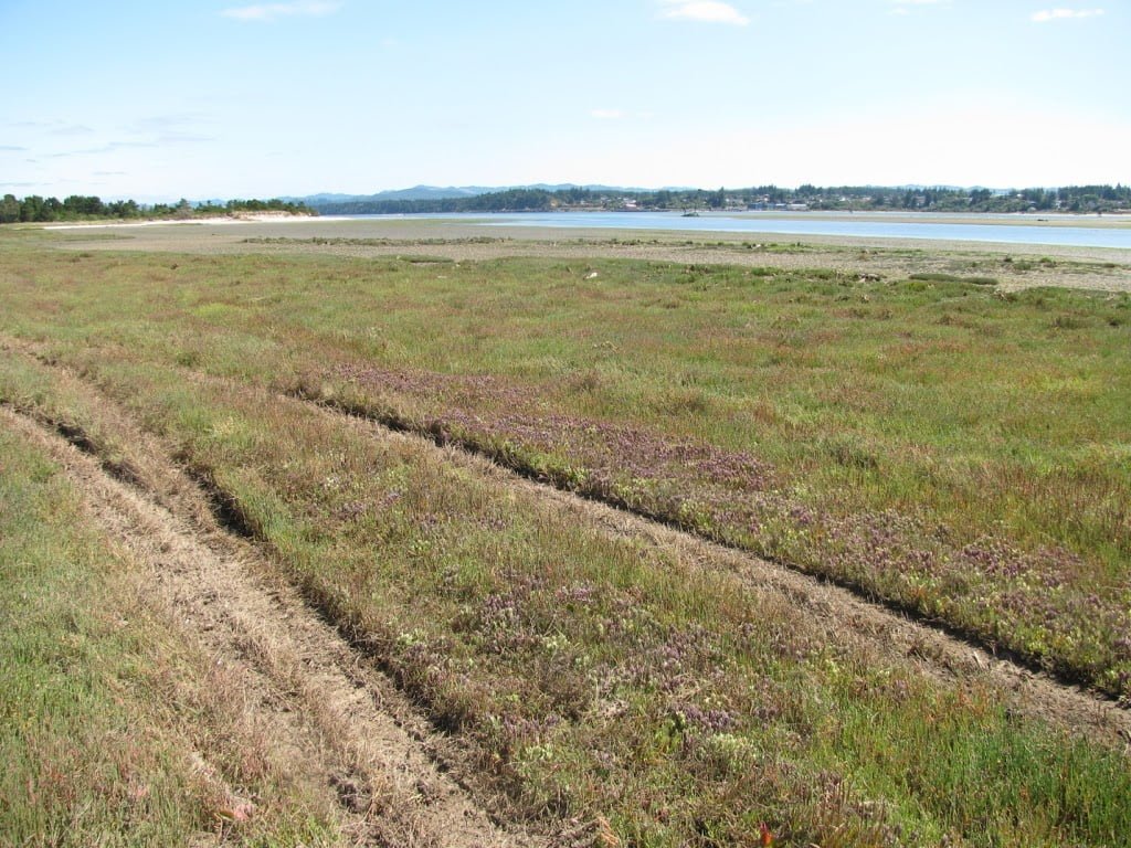 Point Reyes bird's beak Population monitoring and disturbance evaluation Institute for