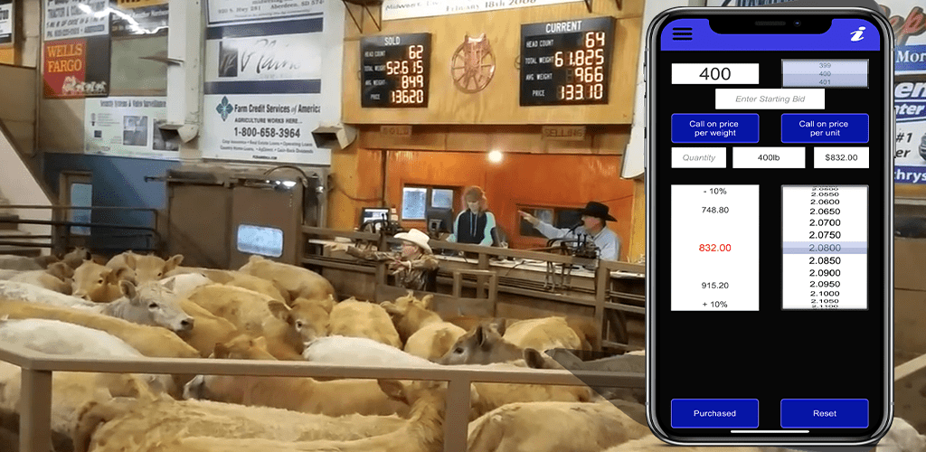 Livestock auction calculator indispensable tool for cattles sales