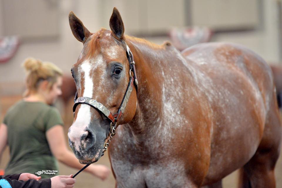 Classifieds Ohio Appaloosa Association