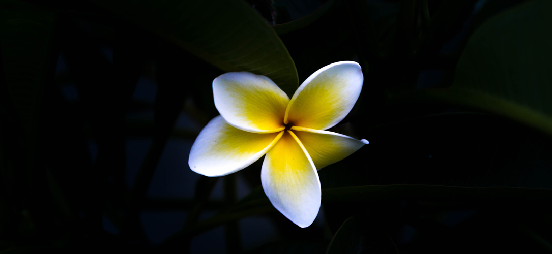 Guilt versus Shame Apprentice Institute