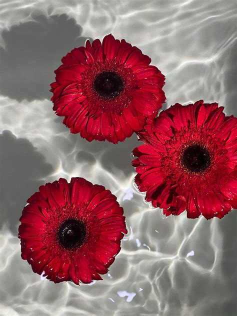 Kharismatic Leaked Onlyfans - King Ice Apps