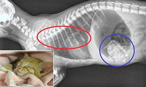 Zera Mouse Vore - King Ice Apps