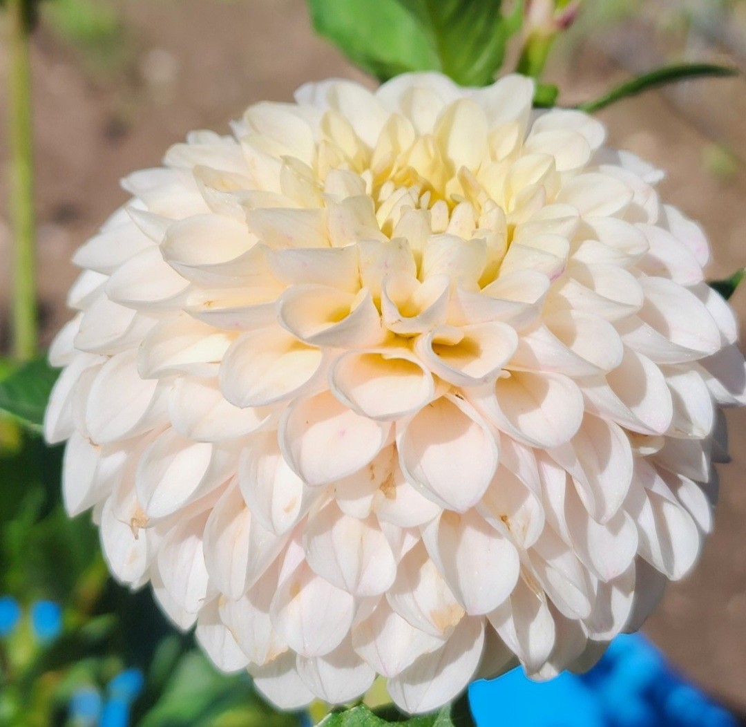 Zoe Rhode Onlyfans Leaked - King Ice Apps