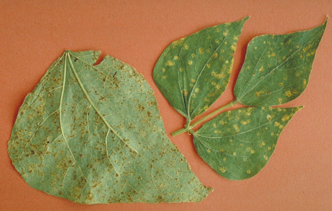 Fact sheet Bean Phaseolus rust (217)