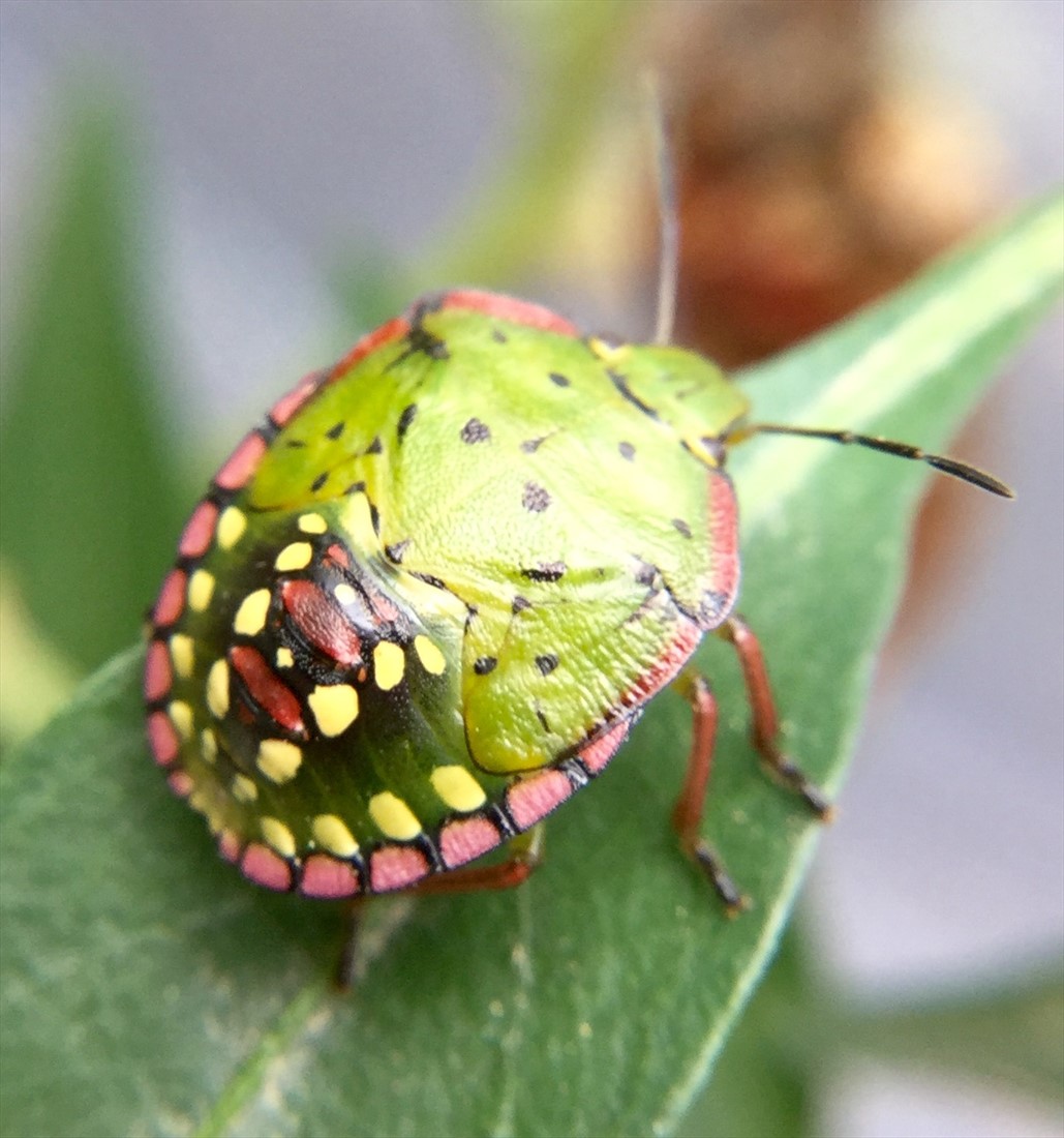 Fact sheet Green vegetable bug (098)