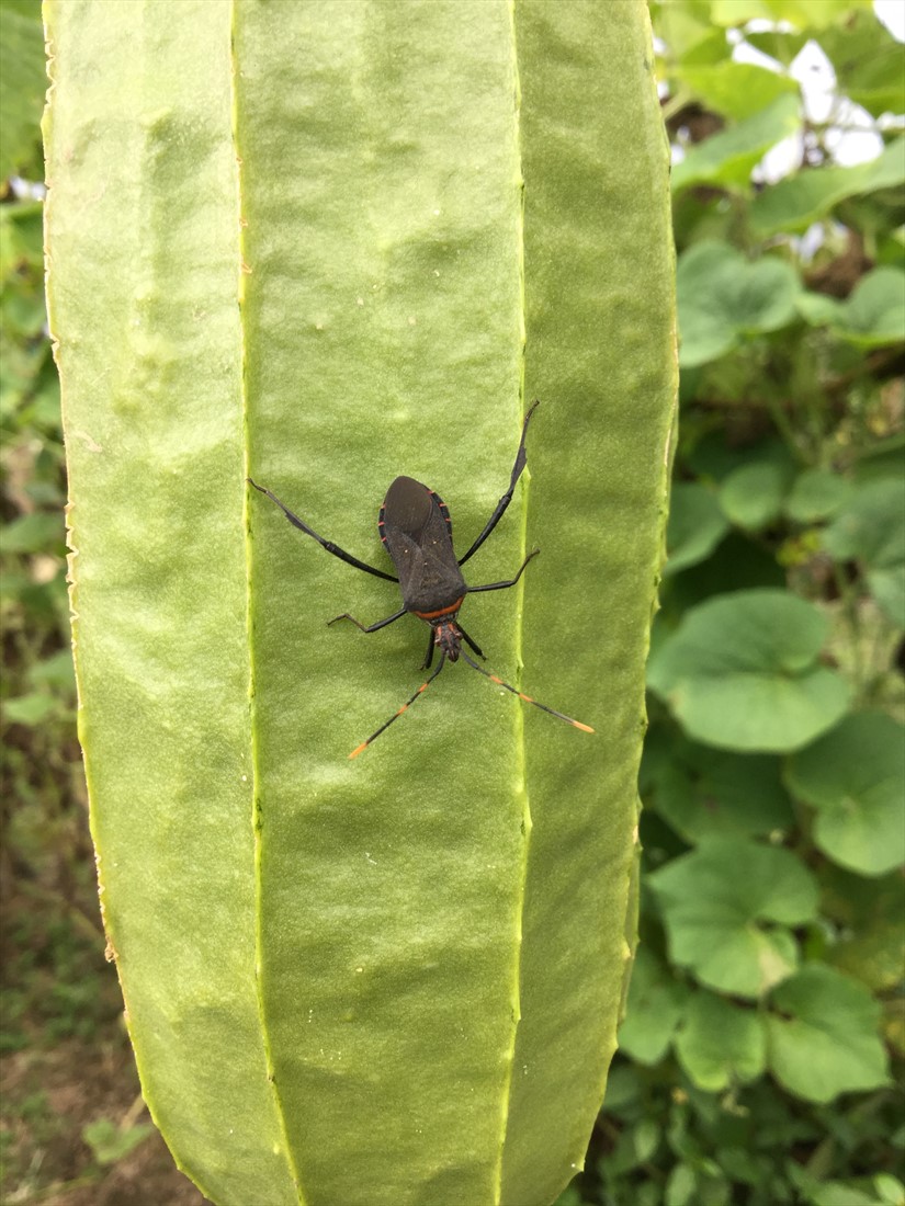 Fact sheet Squash leaffooted bug (165)