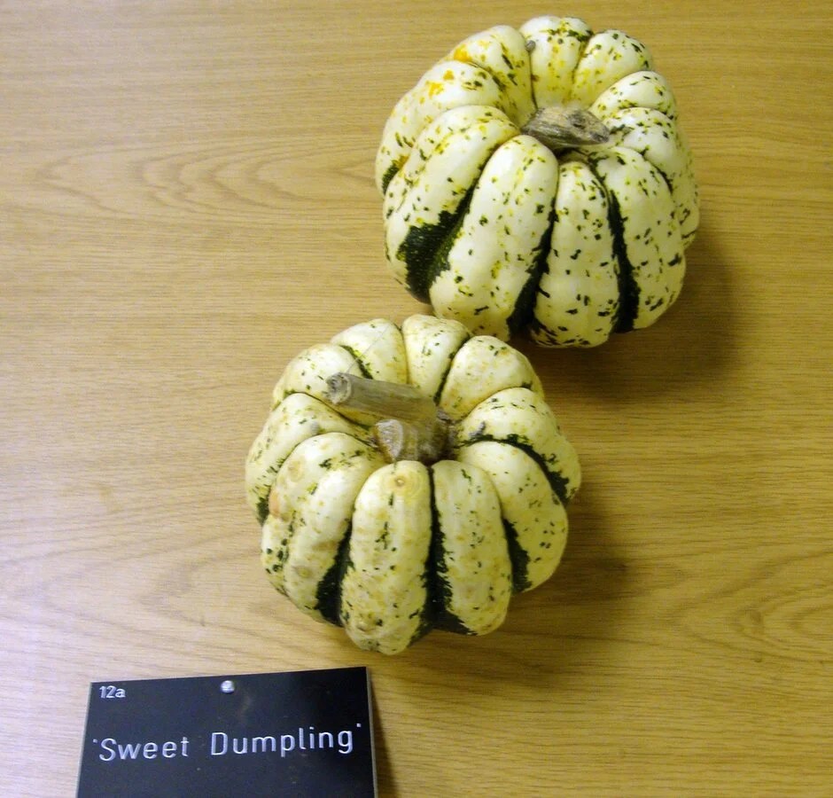 Cucurbita pepo 'Sweet Dumpling' squash 'Sweet Dumpling' Annual
