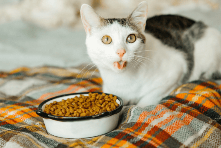 Cat Food Delivery Service Nutritious, Delicious Food For Your