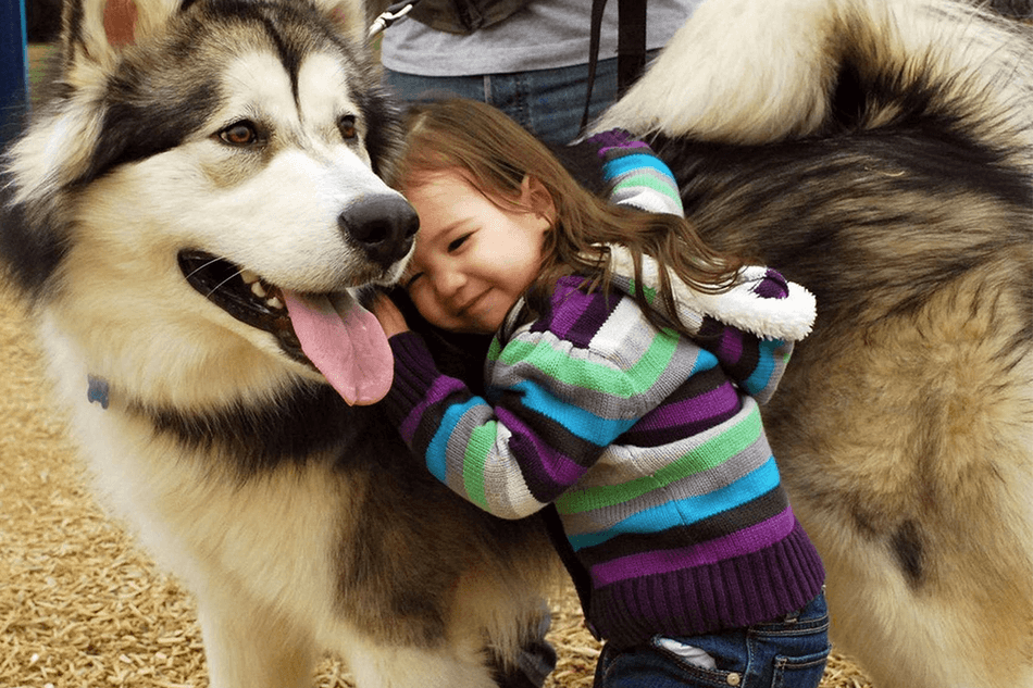 Top 10 Apps for Dog Lovers AppsListo