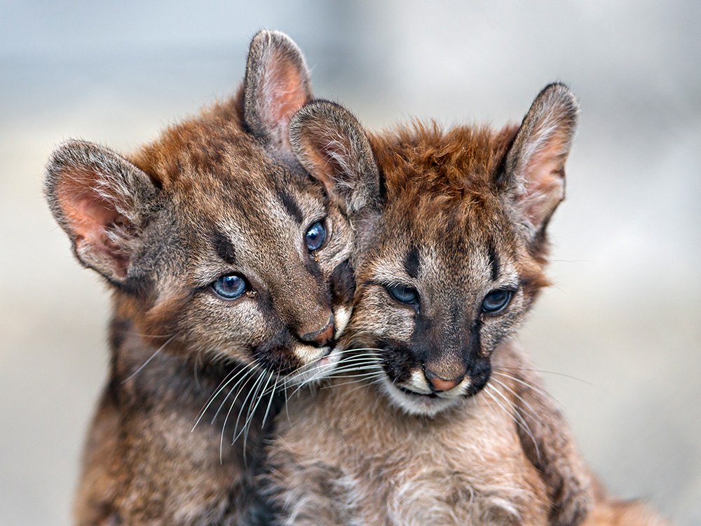 Cougar Ghost of Appalachia > Appalachian Voices
