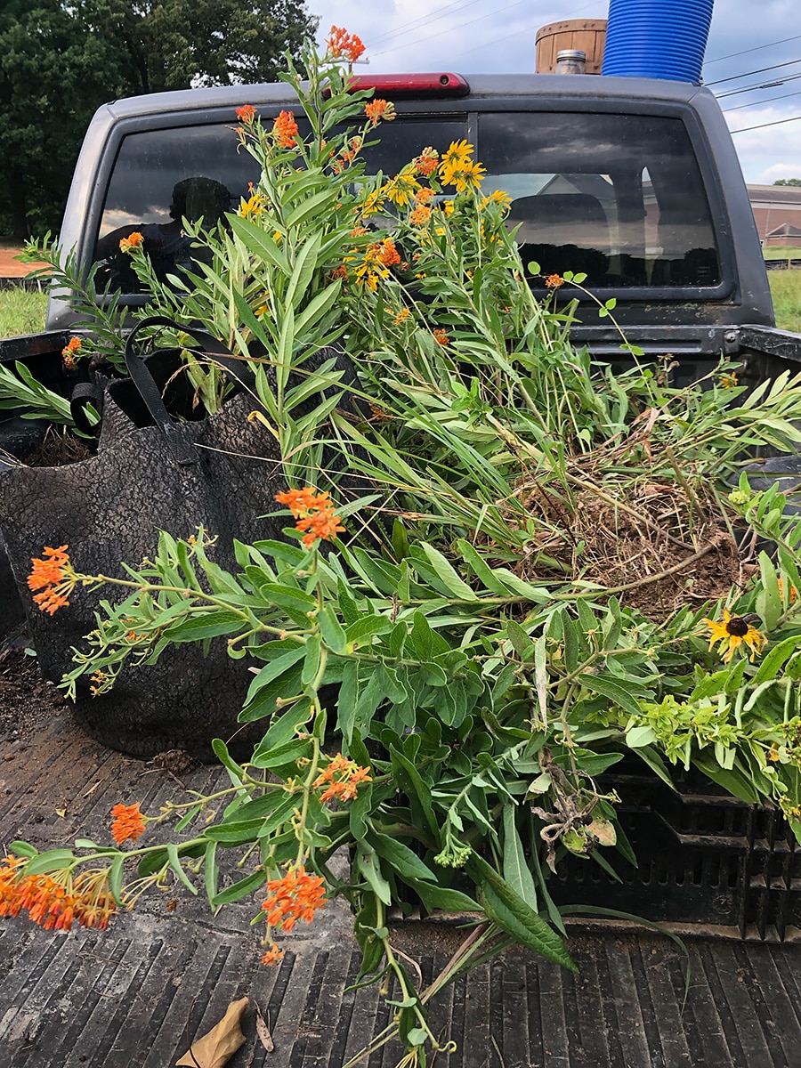 Native Plant Rescue Squad Aims to Boost the Biodiversity of Tennessee