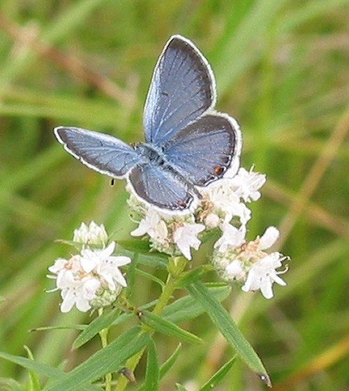 Eastern Tailed Blue Butterfly Prairie Haven
