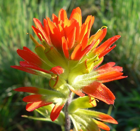Hummingbird with Indian Paintbrush Prairie Haven