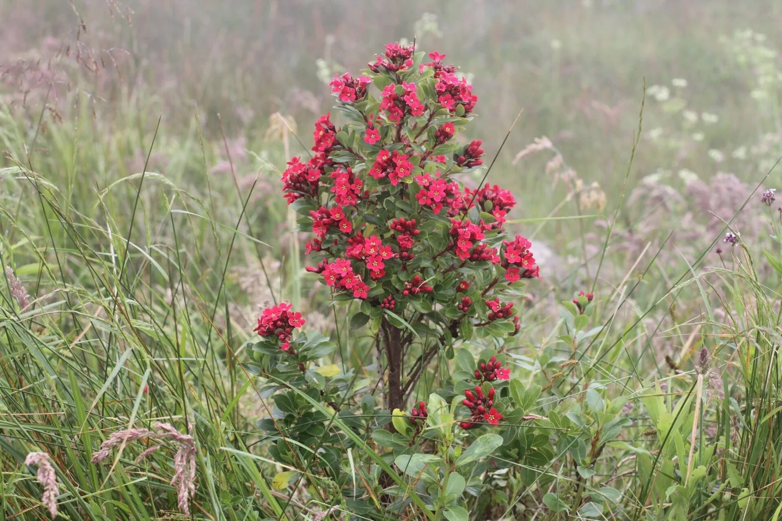 Mata Atlântica Flora Apremavi