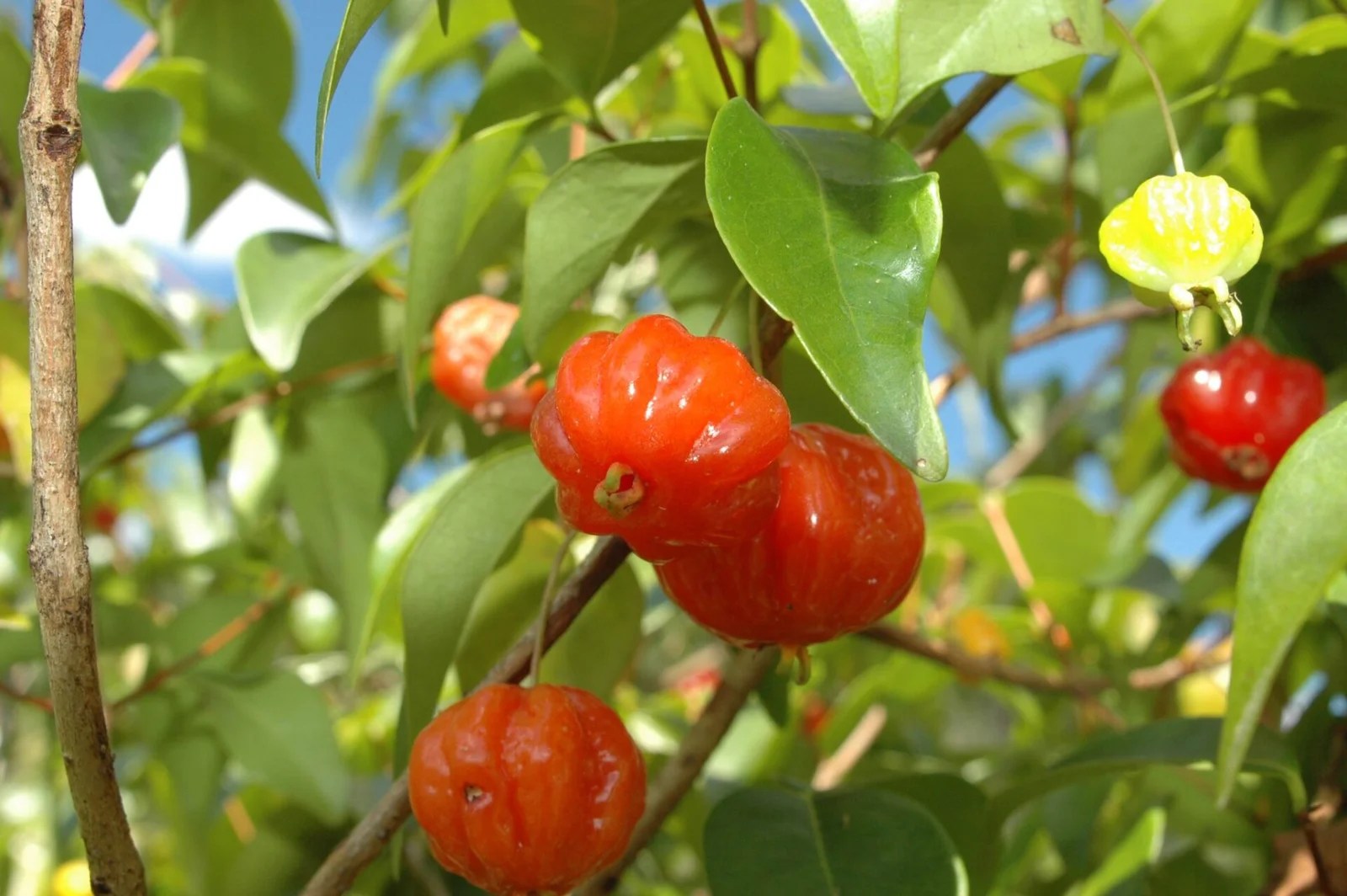 Mata Atlântica Flora Apremavi