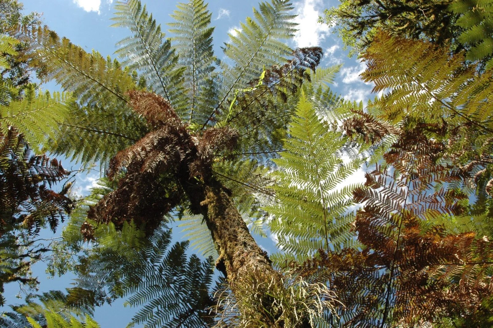 Mata Atlântica Flora Apremavi