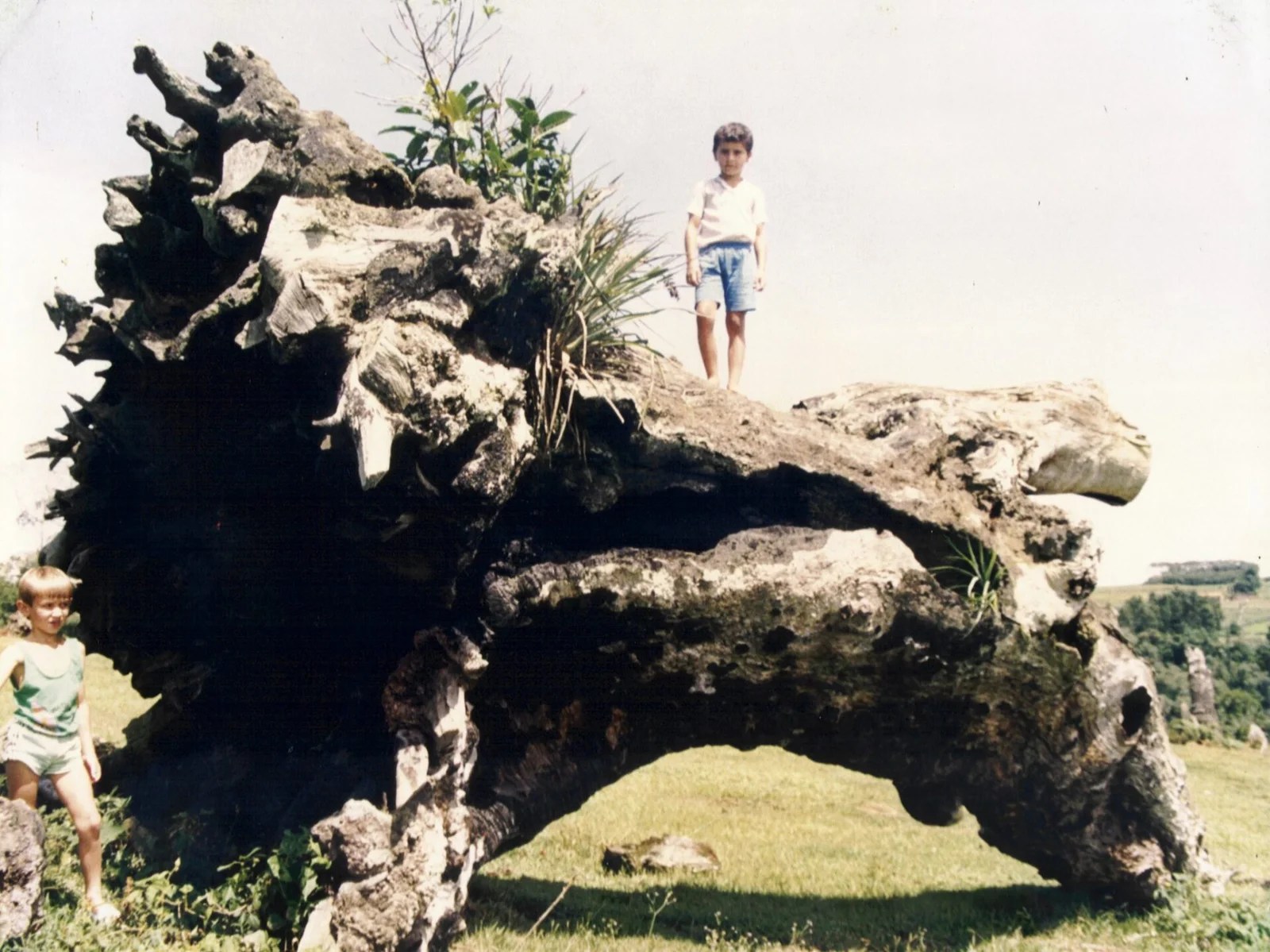 Imbuia, a espécie nobre da Mata Atlântica • Apremavi