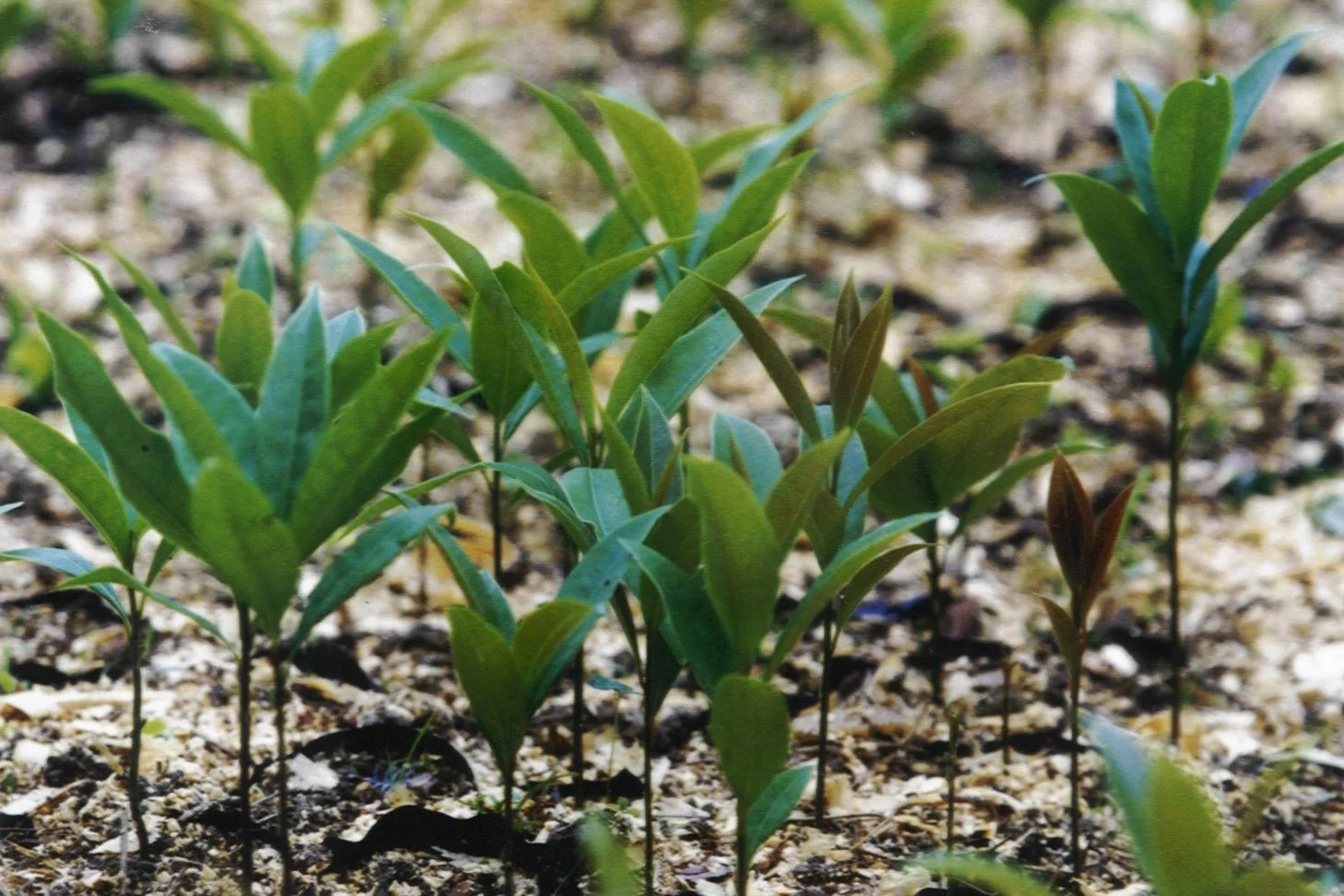 Imbuia, a espécie nobre da Mata Atlântica • Apremavi