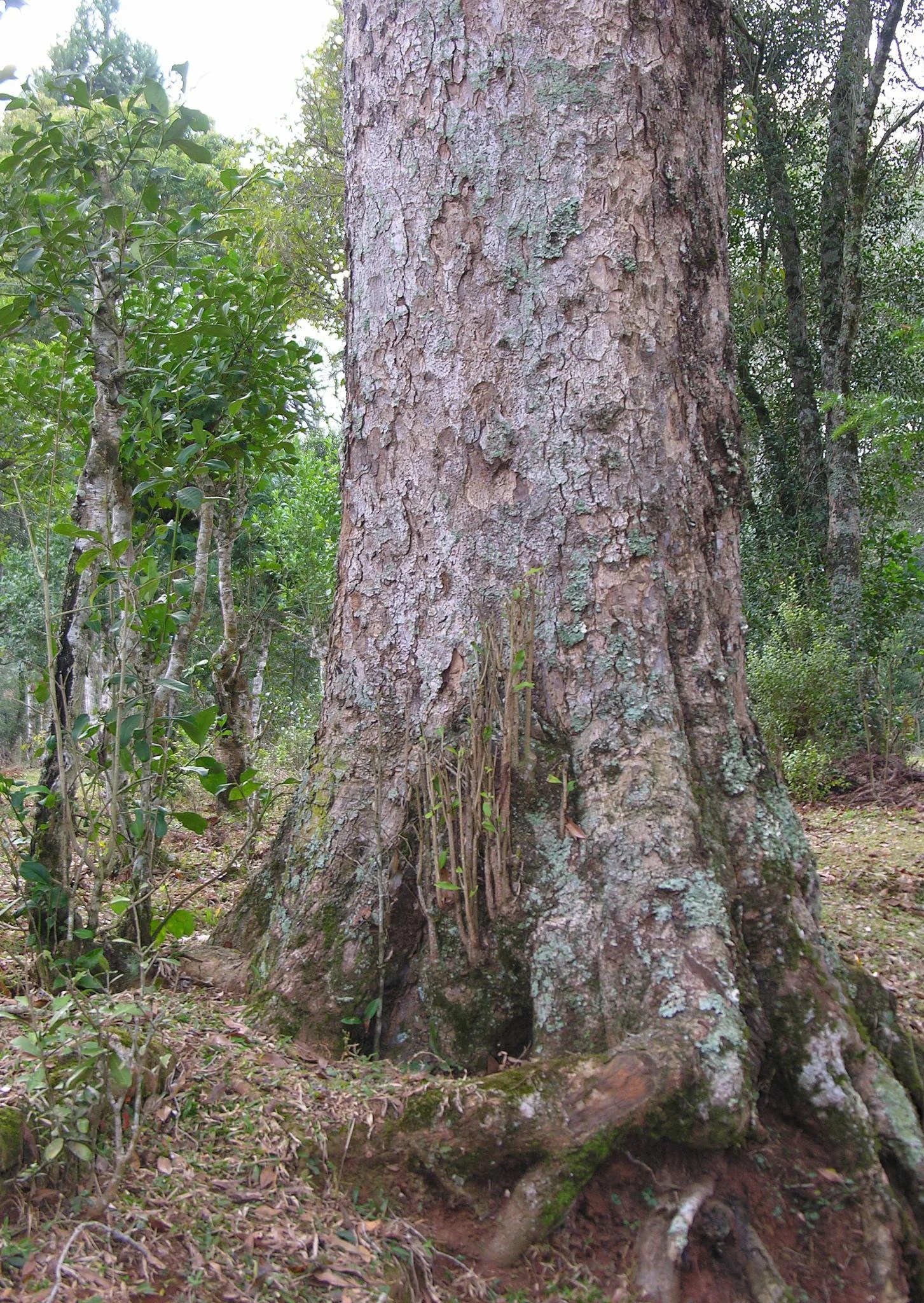 Imbuia, a espécie nobre da Mata Atlântica • Apremavi