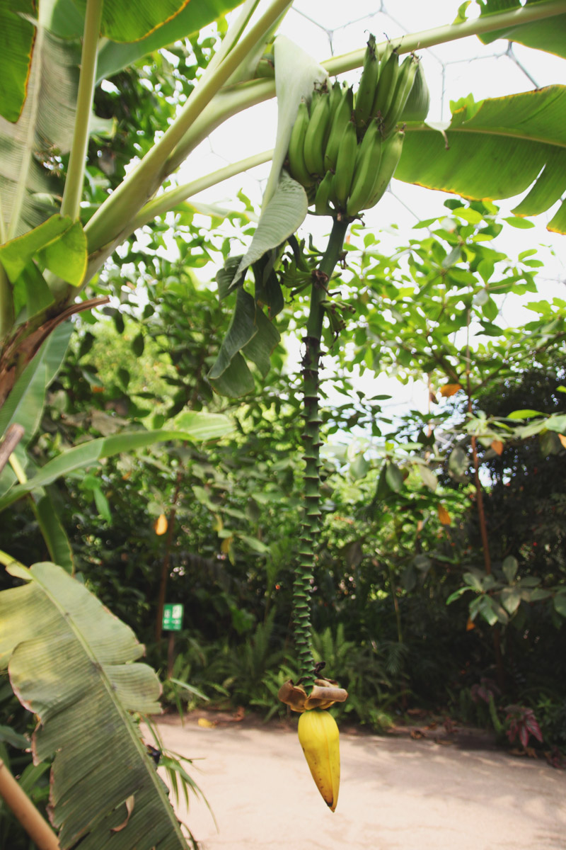 Eden Project Part 1 The Rainforest Biome April Everyday