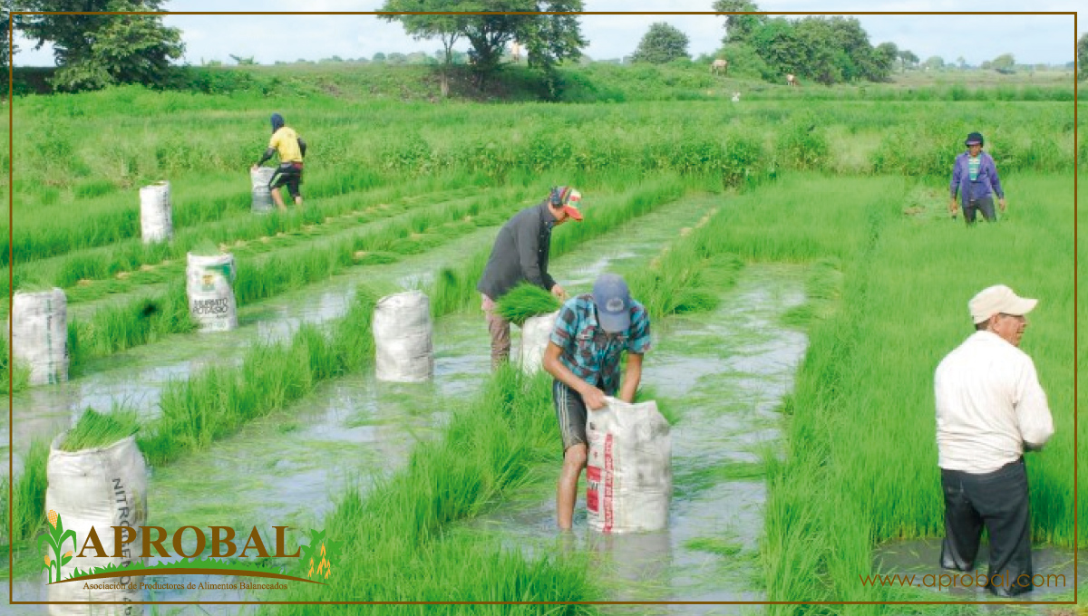 CONVENIO IMPULSA INVESTIGACIÓN DEL ARROZ EN SAMBORONDÓN