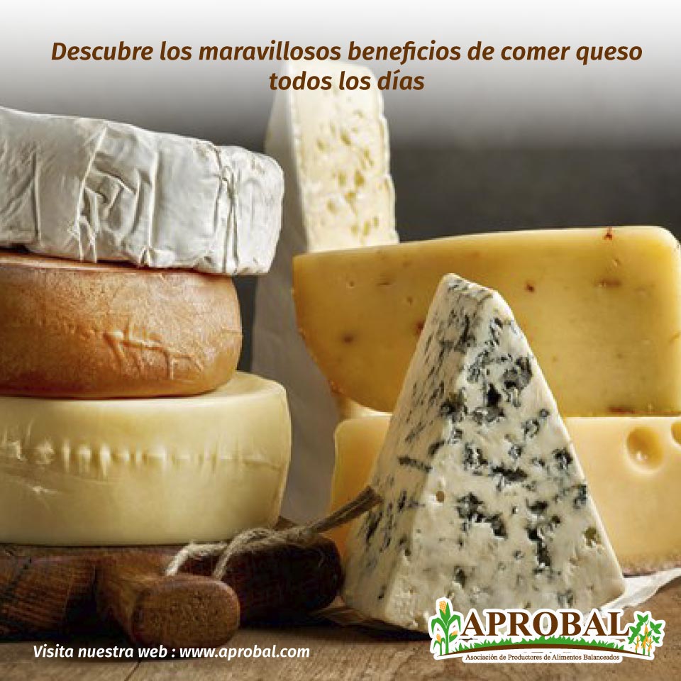 DESCUBRE LOS MARAVILLOSOS BENEFICIOS DE COMER QUESO TODOS LOS DÍAS