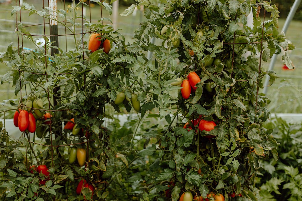 Composting Ashes Is Wood Ash Good For Your Soil? A Productive Household