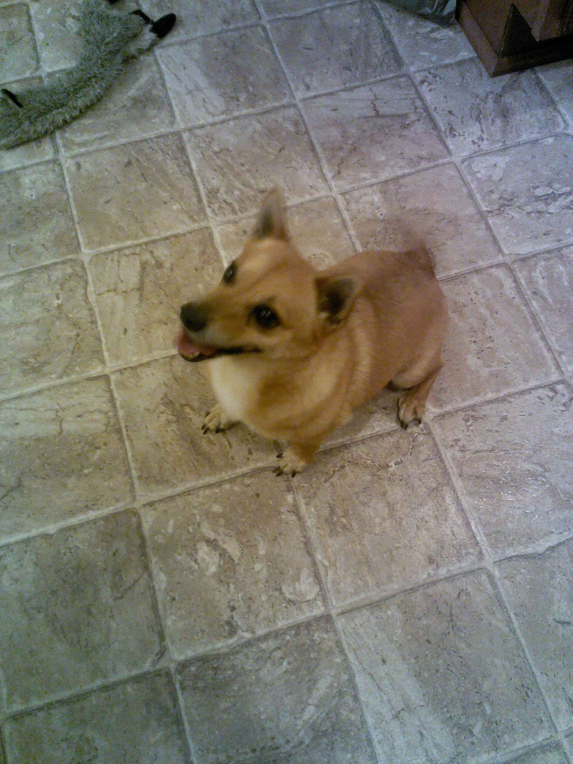 Lost Pets « Animal Protective Services