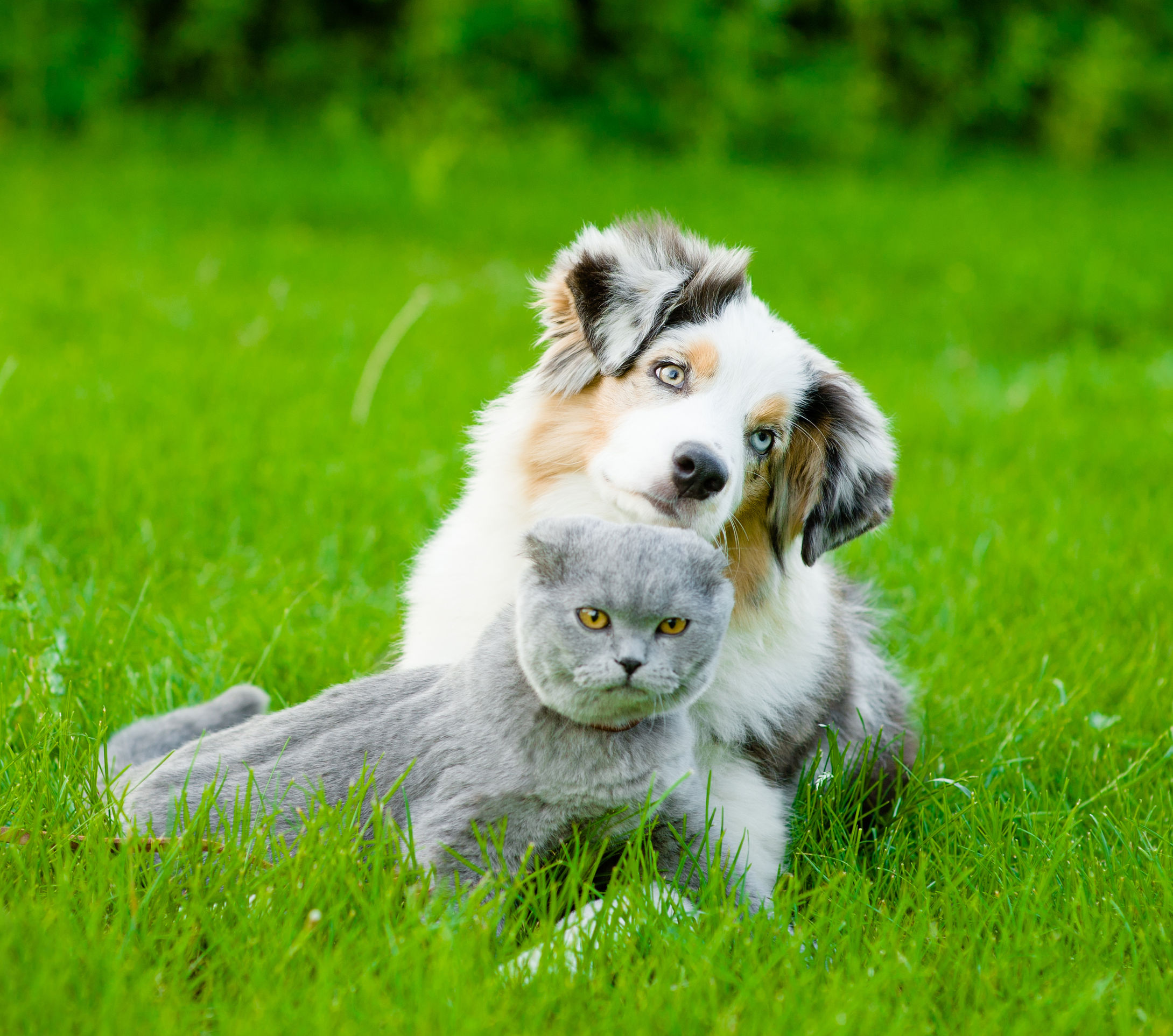 Chien et chat heureux avec Animaux Passions services