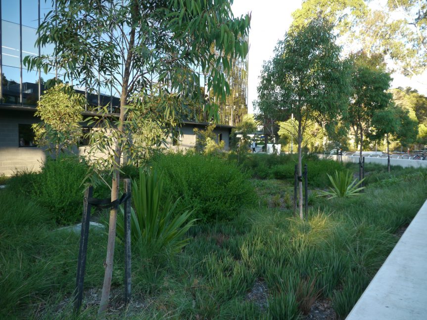 Gallery Australian Plants Society Yarra Yarra Inc.