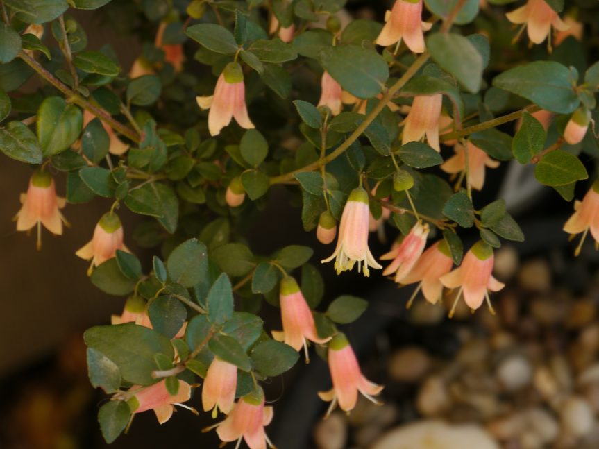 Gallery Australian Plants Society Yarra Yarra Inc.