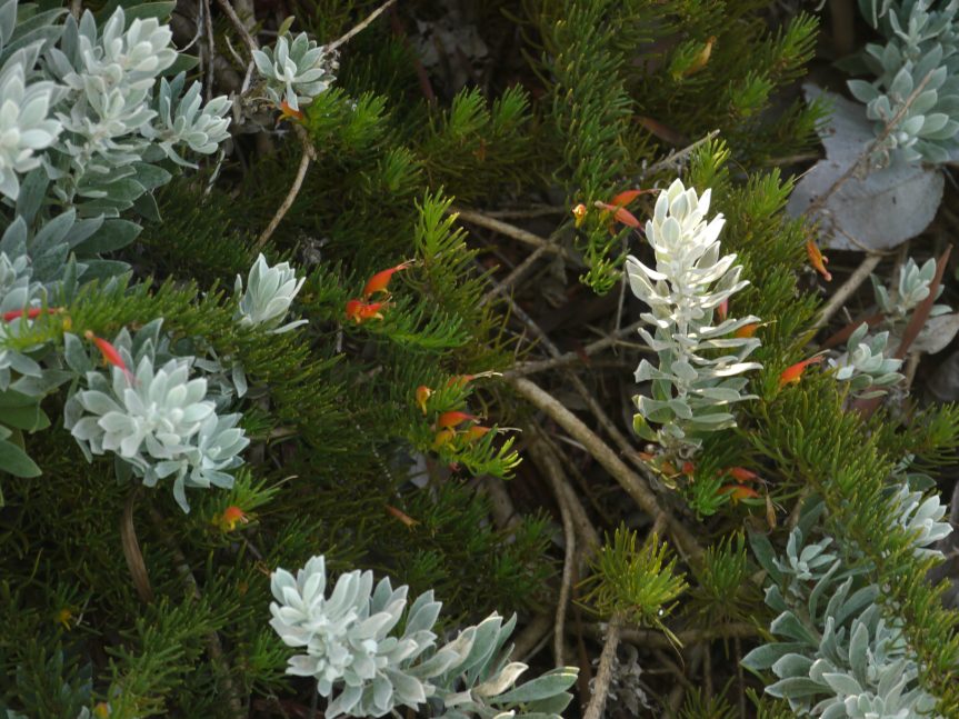 Gallery Australian Plants Society Yarra Yarra Inc.