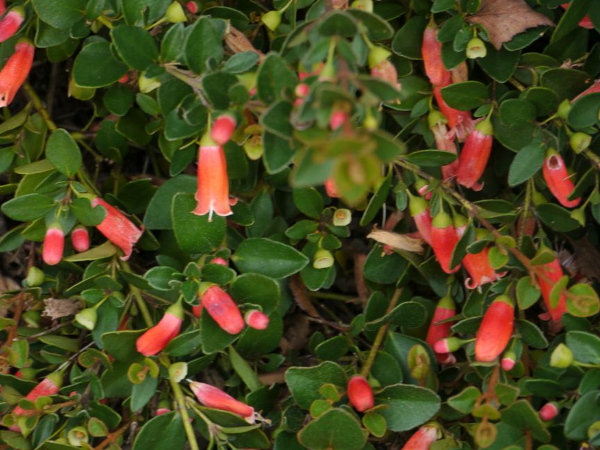 Gallery Australian Plants Society Yarra Yarra Inc.