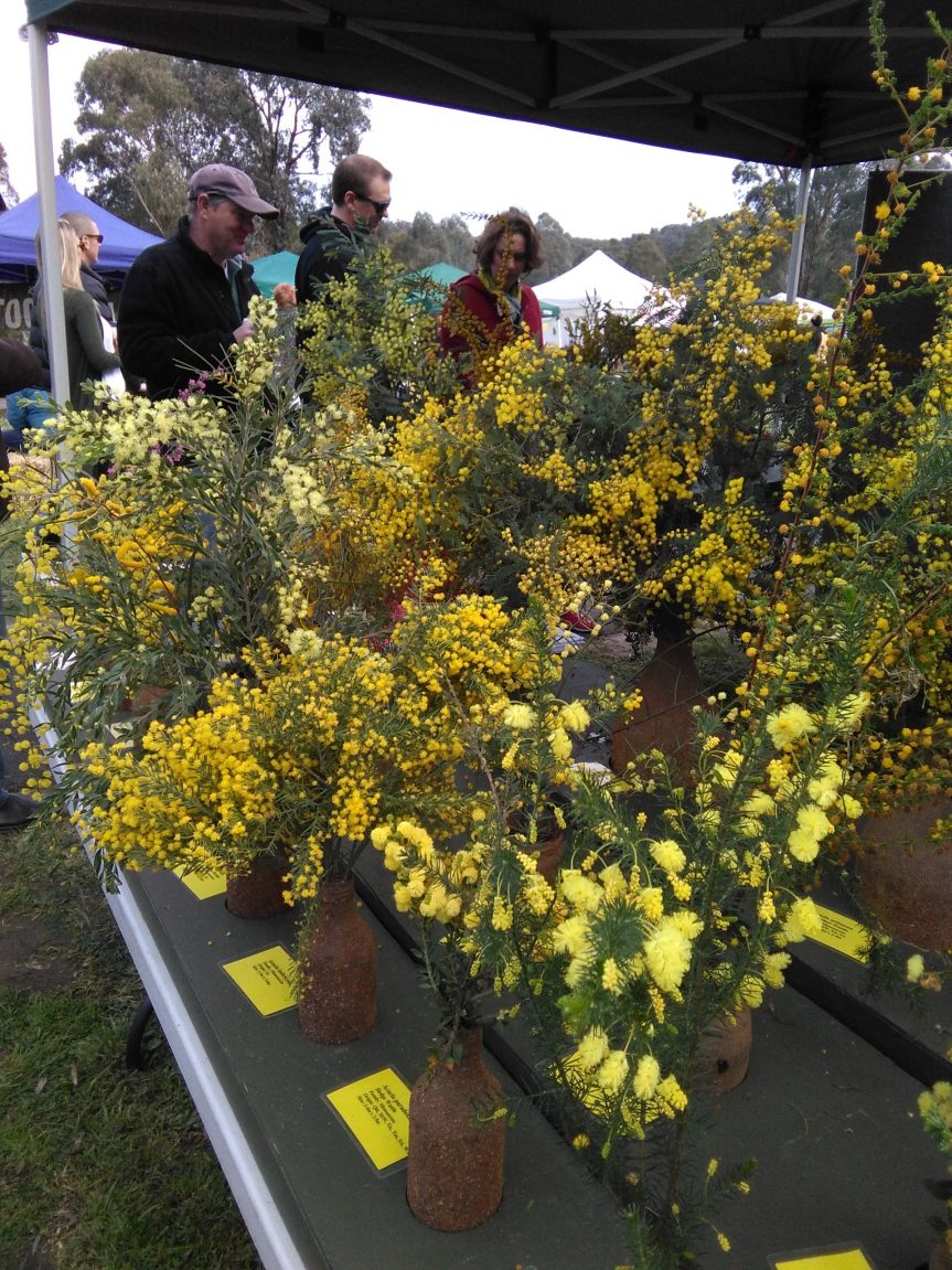Gallery Australian Plants Society Yarra Yarra Inc.