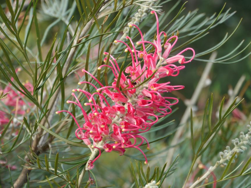 Gallery Australian Plants Society Yarra Yarra Inc.