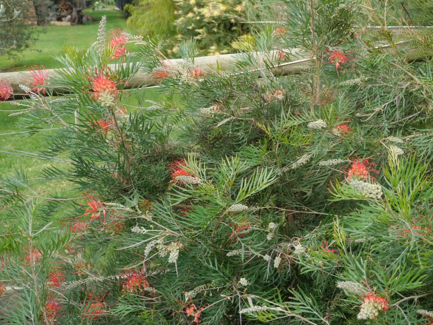 Gallery Australian Plants Society Yarra Yarra Inc.