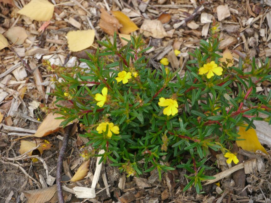 Gallery Australian Plants Society Yarra Yarra Inc.