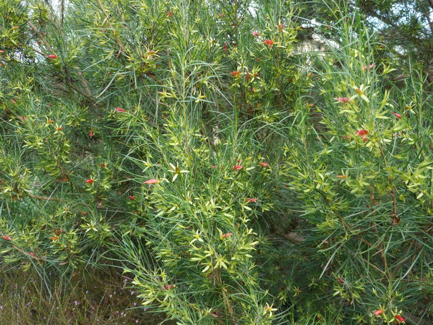 Gallery Australian Plants Society Yarra Yarra Inc.