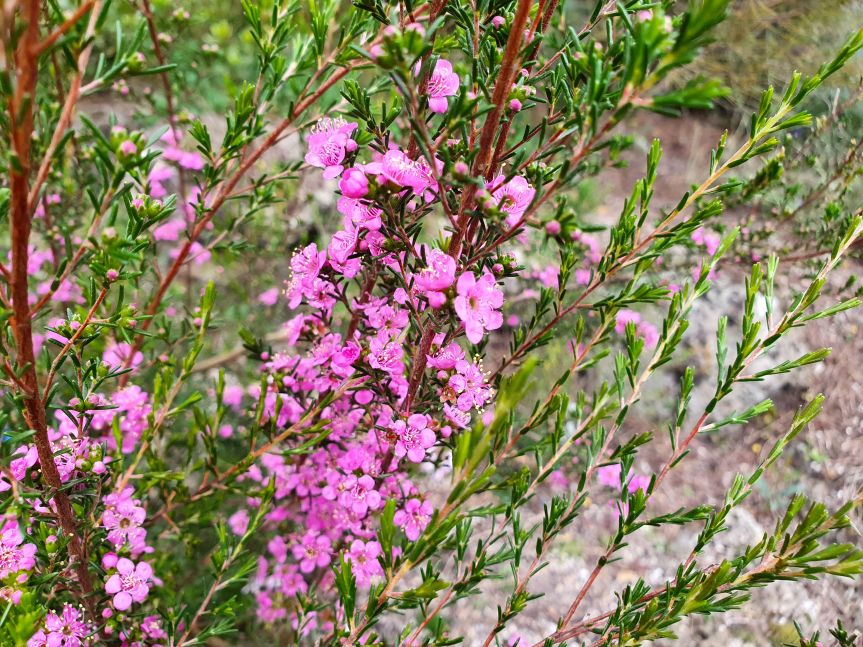 Update to our Online Spring Plant Sale 20th Sept 2021 Australian