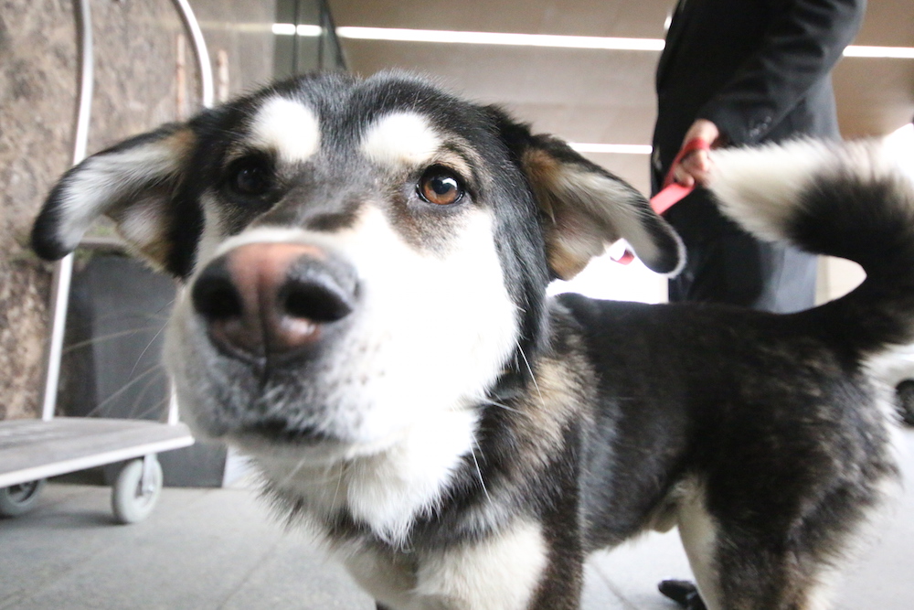 Ottawa Dog Rescue London calling Apt613