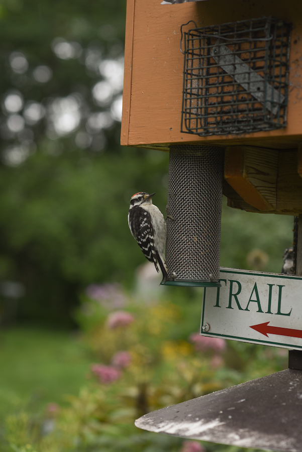 Ottawa’s best public gardens Fletcher Wildlife Garden Apartment613