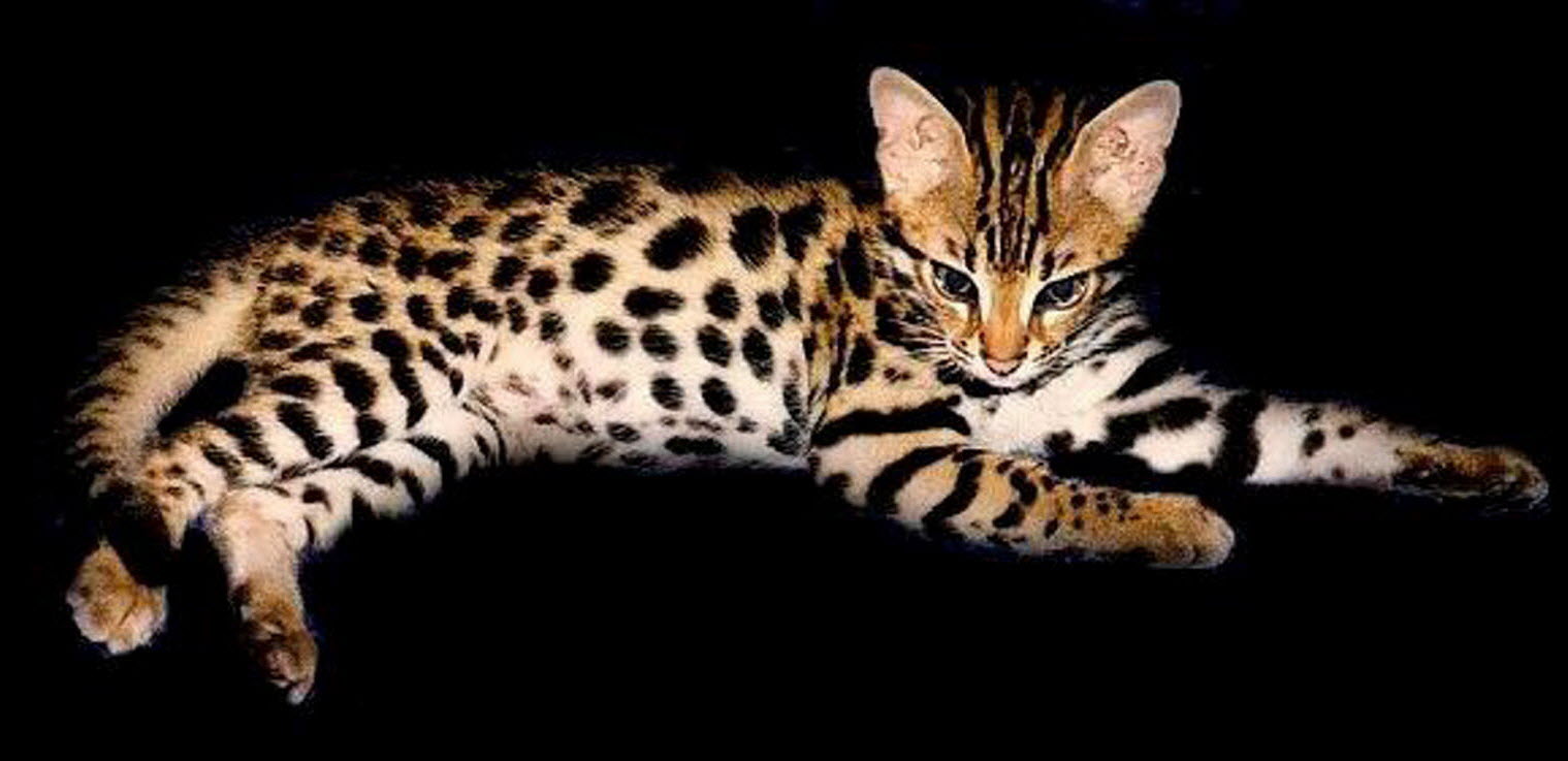 Le Savannah croisement entre un serval et un chat domestique Aptaa.fr