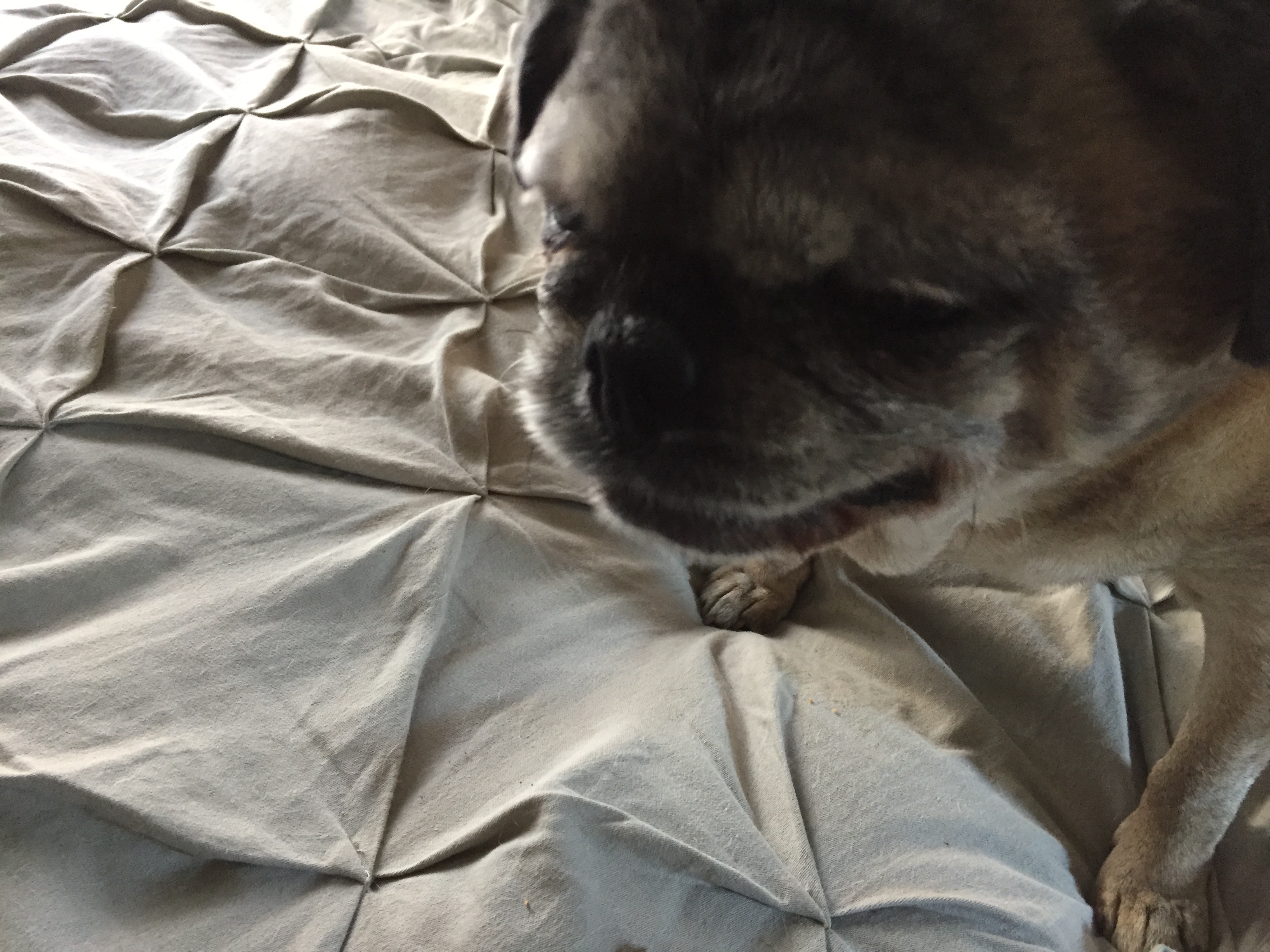 Are Molasses Cookies Bad For Dogs