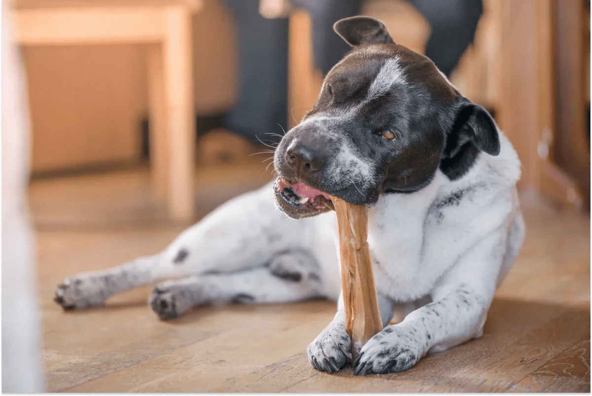 Healthy Bones For Dogs To Chew A Pup Above