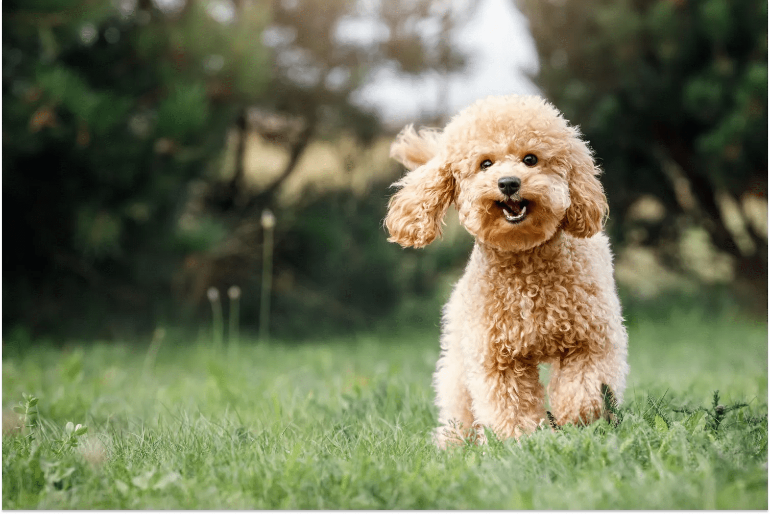 Toy Poodle Easy Care and Information Guide A Pup Above